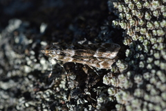 Eudonia gyrotoma