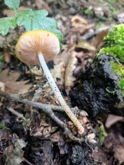 Pluteus leoninus