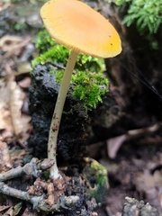 Pluteus leoninus
