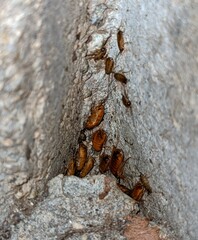 Shelfordella lateralis