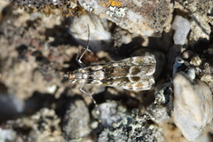 Eudonia gyrotoma