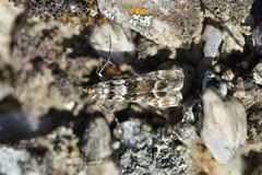 Eudonia gyrotoma