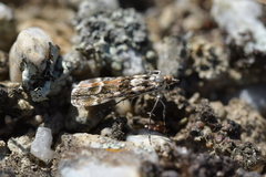 Eudonia gyrotoma
