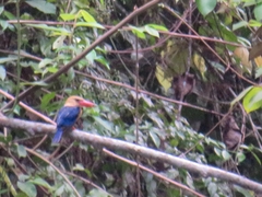 Pelargopsis capensis