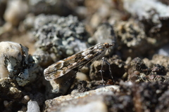 Eudonia gyrotoma