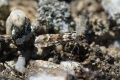 Eudonia gyrotoma