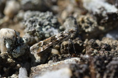 Eudonia gyrotoma