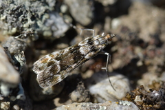 Eudonia gyrotoma
