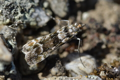 Eudonia gyrotoma