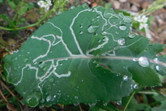 Phytomyza marginella