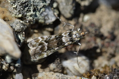 Eudonia gyrotoma