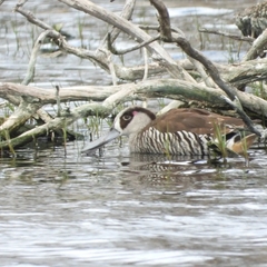 Malacorhynchus membranaceus