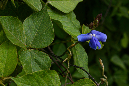 Vigna gazensis