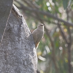 Climacteris picumnus