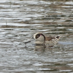 Malacorhynchus membranaceus