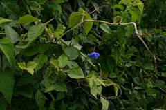 Vigna gazensis image