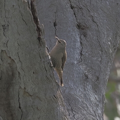 Climacteris picumnus