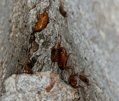 Shelfordella lateralis