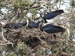 Threskiornis spinicollis