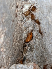 Shelfordella lateralis