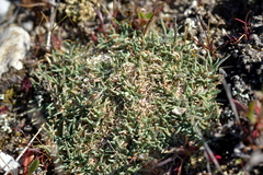 Agrostis muscosa