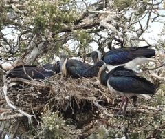 Threskiornis spinicollis