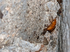 Shelfordella lateralis