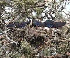 Threskiornis spinicollis