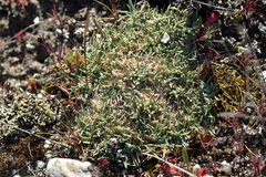 Agrostis muscosa