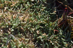 Agrostis muscosa