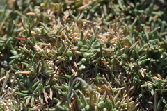 Agrostis muscosa