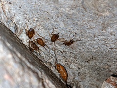 Shelfordella lateralis