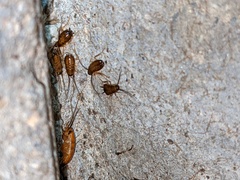 Shelfordella lateralis