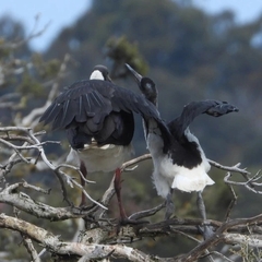 Threskiornis spinicollis