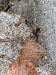 Shelfordella lateralis