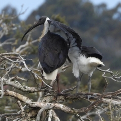 Threskiornis spinicollis