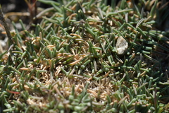 Agrostis muscosa