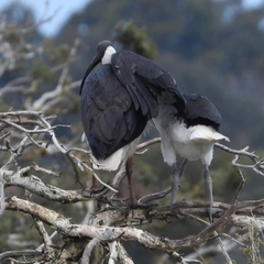 Threskiornis spinicollis