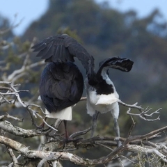Threskiornis spinicollis
