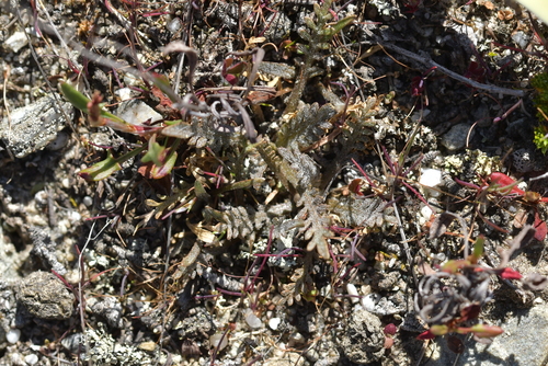 Image of Lepidium solandri by (c) Christopher Stephens, some rights reserved (CC BY-SA)