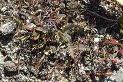 Lepidium solandri