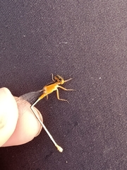 Ischnura senegalensis