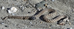 Vipera aspis