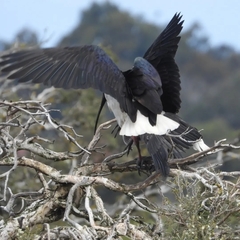 Threskiornis spinicollis