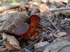 Omphalotus olearius