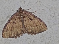 Triphosa dubitata