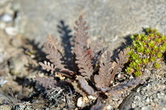Lepidium solandri