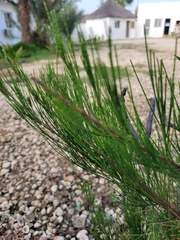 Casuarina equisetifolia