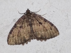 Triphosa dubitata