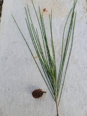 Casuarina equisetifolia